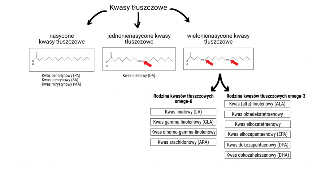Schemat drogi przemian kwasów tłuszczowych Omega-6 i Omega-3 w organizmie